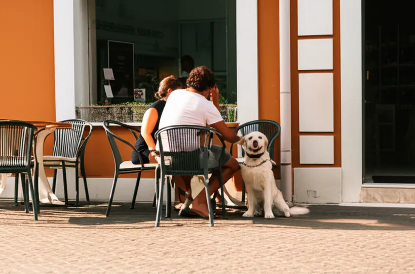 Cão de pequeno porte sentado calmamente ao lado de uma mesa em uma área externa de um café em João Pessoa, com seu tutor ao lado.